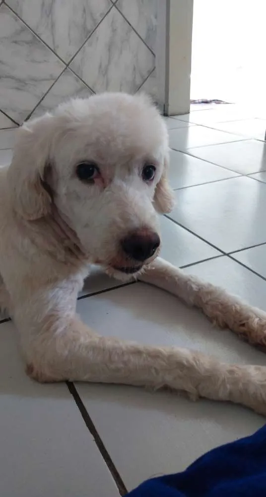 Cachorro ra a Poodle n°3 idade 3 anos nome Kyara