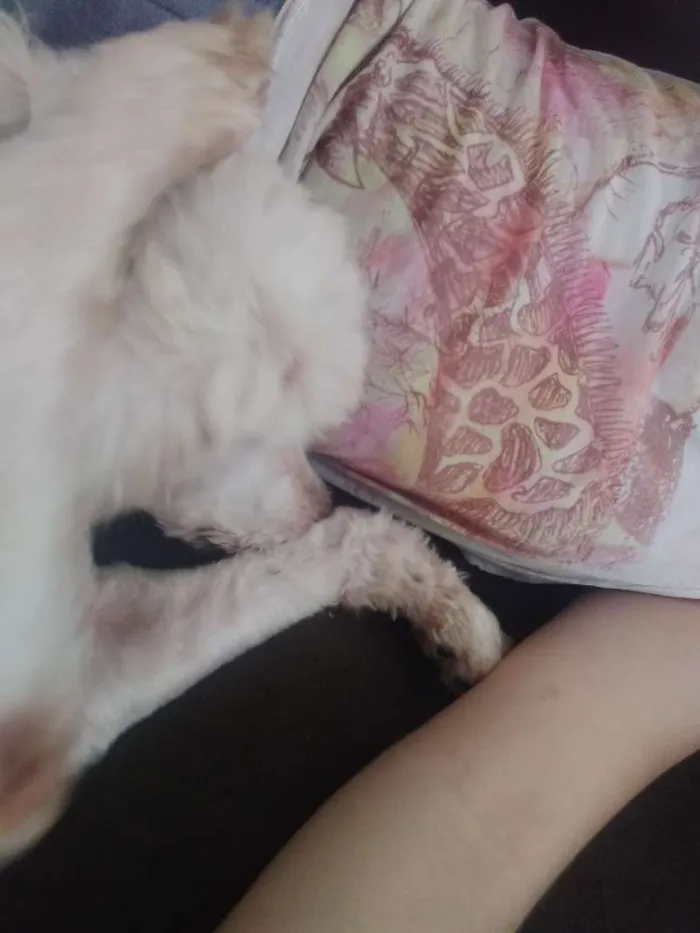 Cachorro ra a Poodle n°3 idade 3 anos nome Kyara
