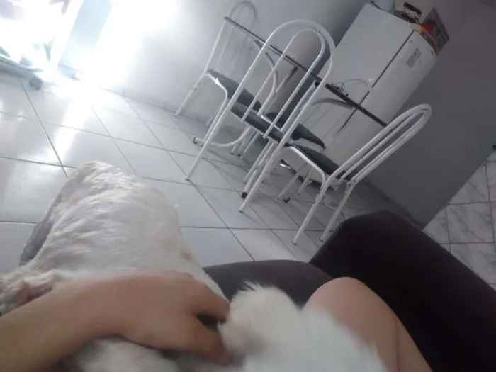 Cachorro ra a Poodle n°3 idade 3 anos nome Kyara