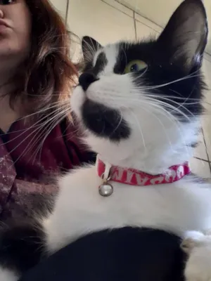 Gato raça  idade 7 a 11 meses nome Mini e filhotes