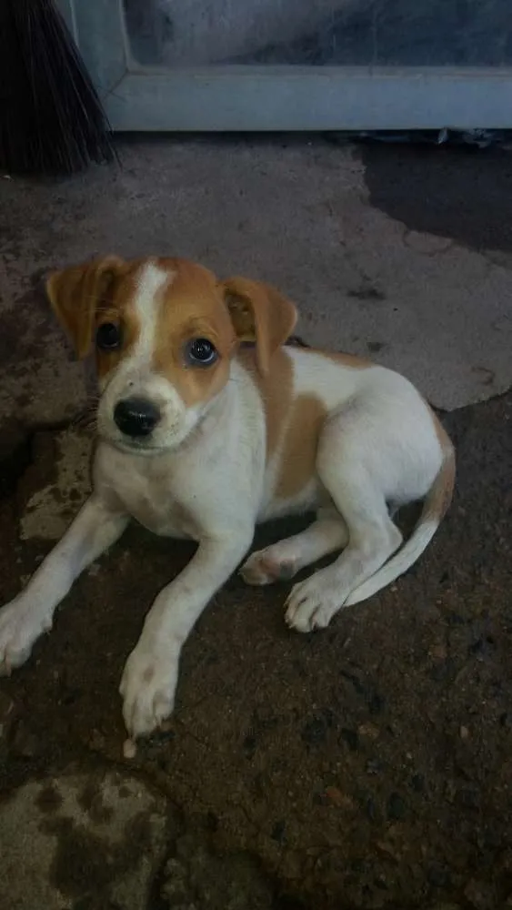 Cachorro ra a Vira - lata idade Abaixo de 2 meses nome Sem nome