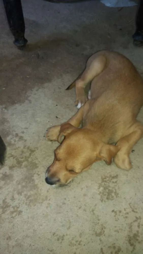 Cachorro ra a Vira - lata idade Abaixo de 2 meses nome Sem nome