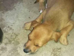 Cachorro raça Vira - lata idade Abaixo de 2 meses nome Sem nome