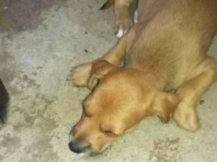 Cachorro ra a Vira - lata idade Abaixo de 2 meses nome Sem nome