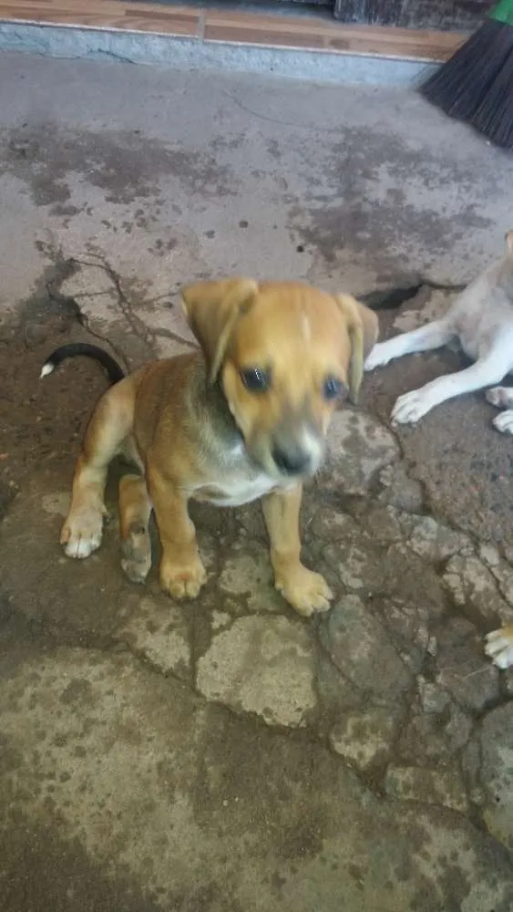 Cachorro ra a Vira - lata idade Abaixo de 2 meses nome Sem nome