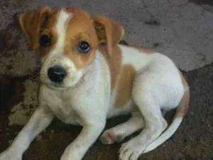 Cachorro raça Vira - lata idade Abaixo de 2 meses nome Sem nome