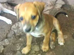 Cachorro raça Vira - lata idade Abaixo de 2 meses nome Sem nome