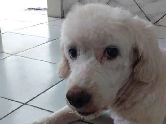 Cachorro ra a Poodle n°3 idade 3 anos nome Kyara