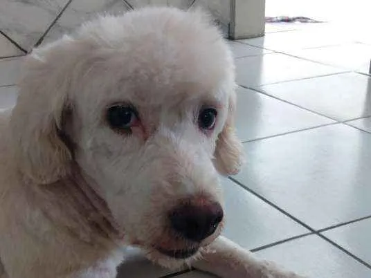 Cachorro ra a Poodle n°3 idade 3 anos nome Kyara