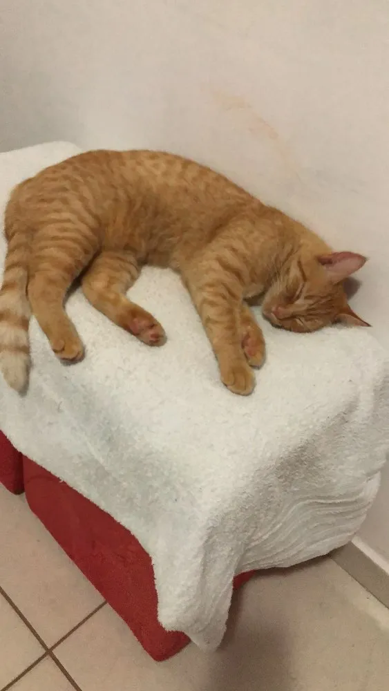 Gato ra a Vira lata  idade 1 ano nome Simba 