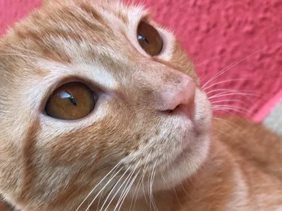 Gato ra a Vira lata  idade 1 ano nome Simba 