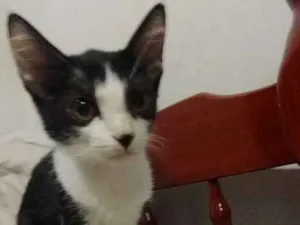 Gato raça  idade 2 a 6 meses nome KitKat