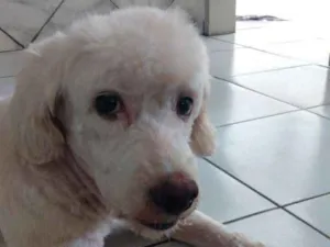 Cachorro raça Poodle n°3 idade 3 anos nome Kyara