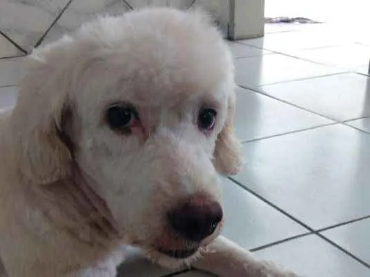 Cachorro ra a Poodle n°3 idade 3 anos nome Kyara