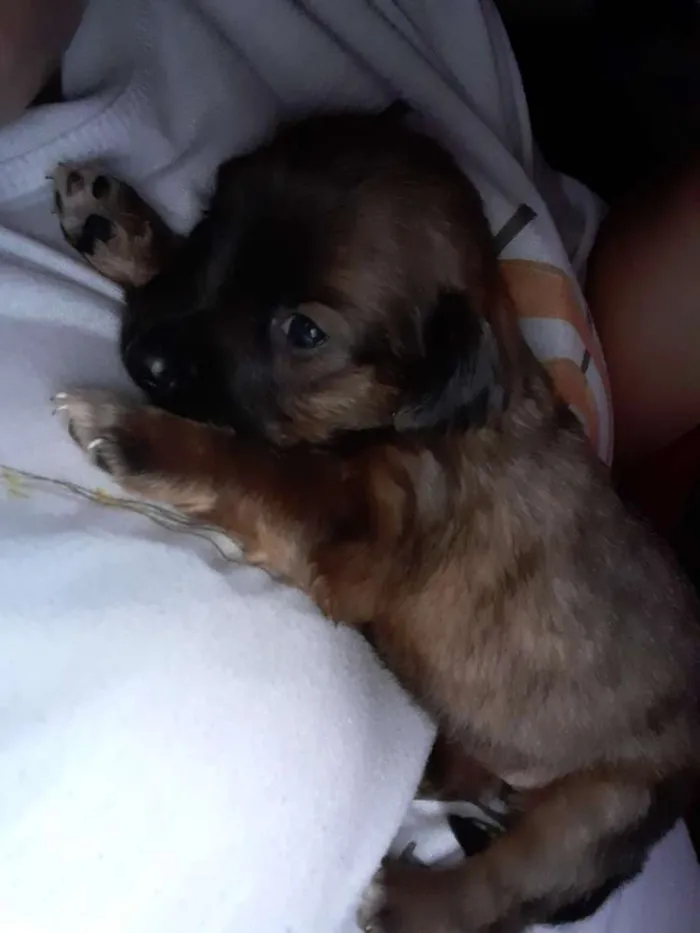 Cachorro ra a Lece com vira lata  idade Abaixo de 2 meses nome Ainda não tm nomes