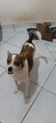 Skip