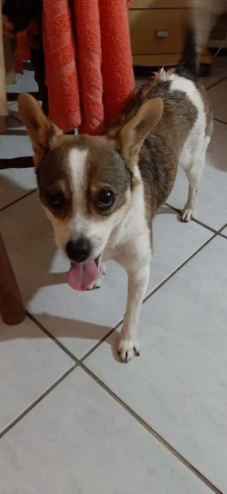 Cachorro ra a Fox paulistinha com vira-lata  idade 6 ou mais anos nome Skip