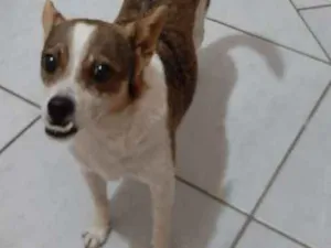 Cachorro raça Fox paulistinha com vira-lata  idade 6 ou mais anos nome Skip