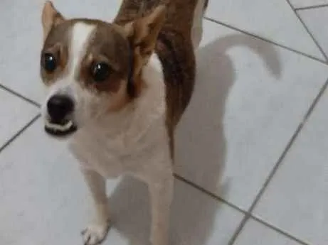 Cachorro ra a Fox paulistinha com vira-lata  idade 6 ou mais anos nome Skip