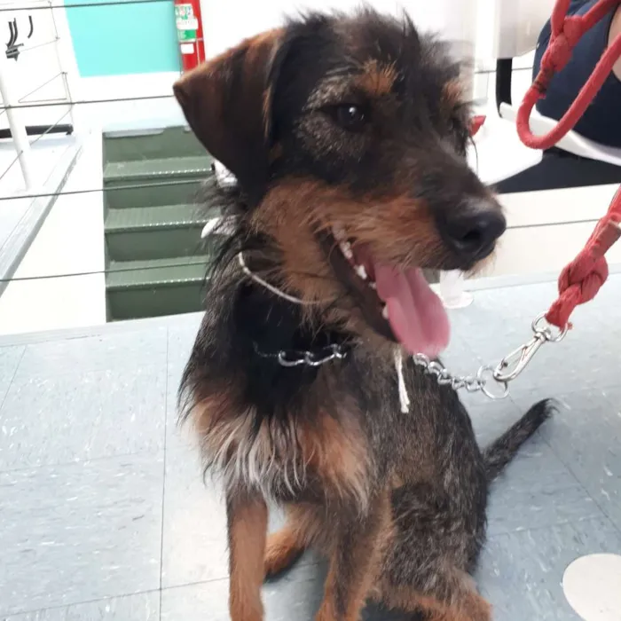 Cachorro ra a SRD idade 7 a 11 meses nome Estopinha