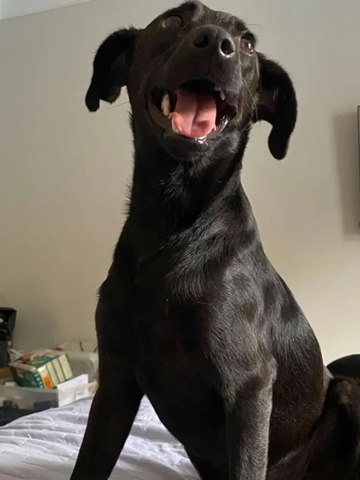 Cachorro ra a SRD idade 7 a 11 meses nome Pretinho