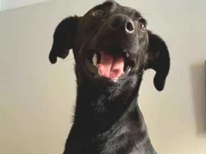 Cachorro raça SRD idade 7 a 11 meses nome Pretinho