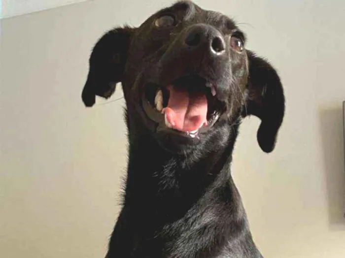 Cachorro ra a SRD idade 7 a 11 meses nome Pretinho