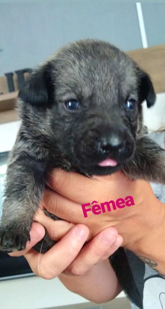 Cachorro ra a Indefinido idade Abaixo de 2 meses nome 9 filhotes 