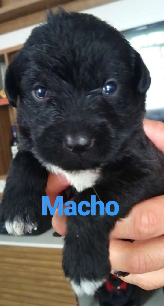 Cachorro ra a Indefinido idade Abaixo de 2 meses nome 9 filhotes 