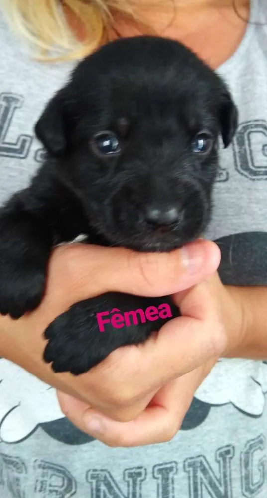 Cachorro ra a Indefinido idade Abaixo de 2 meses nome 9 filhotes 