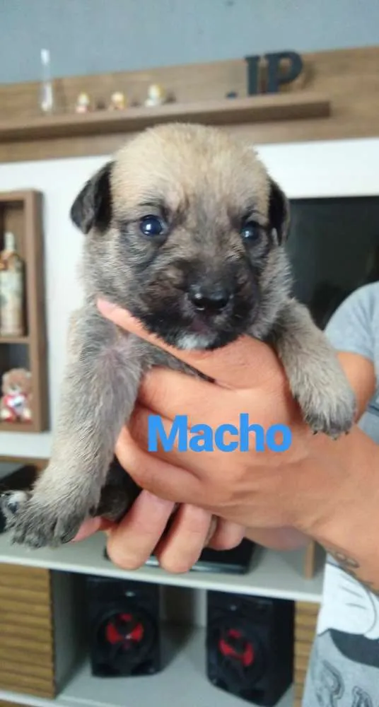 Cachorro ra a Indefinido idade Abaixo de 2 meses nome 9 filhotes 