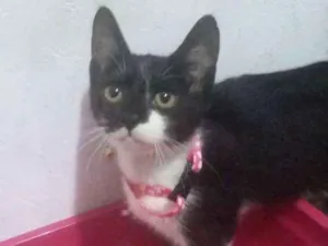 Gato raça  idade 7 a 11 meses nome Mia