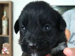 Cachorro raça Indefinido idade Abaixo de 2 meses nome 9 filhotes 