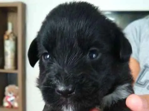 Cachorro ra a Indefinido idade Abaixo de 2 meses nome 9 filhotes 