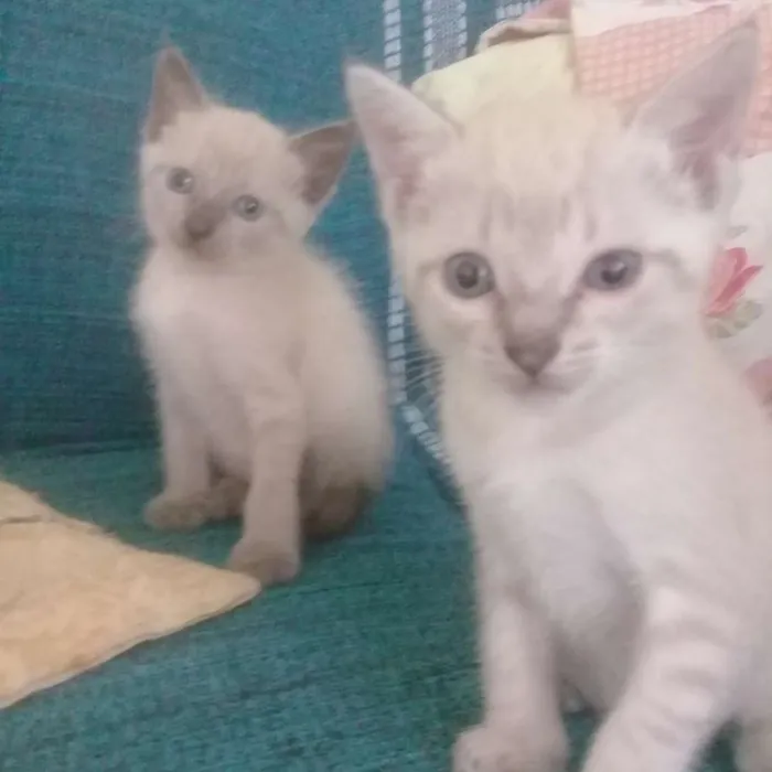 Gato ra a Siamês  idade Abaixo de 2 meses nome Rico