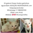 Gatinhos Lindos 