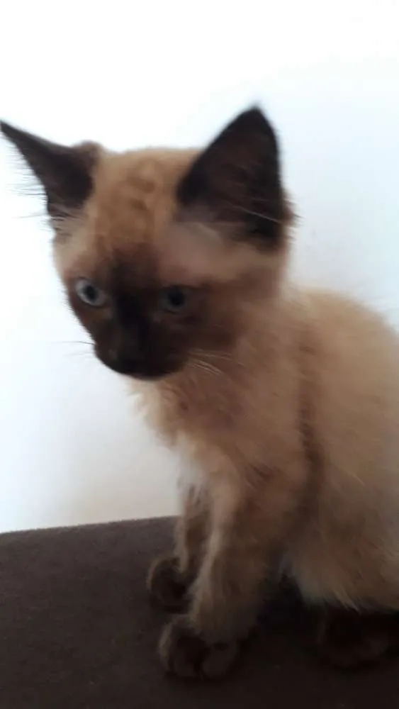 Gato ra a Siamês  idade 2 a 6 meses nome Luna