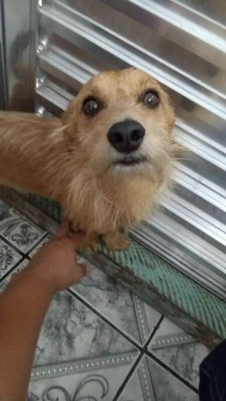 Cachorro ra a ND idade 3 anos nome Murilo