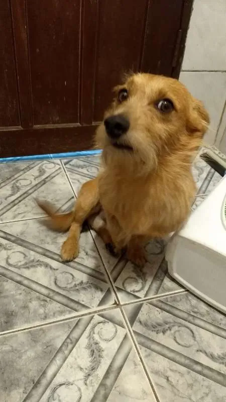 Cachorro ra a ND idade 3 anos nome Murilo