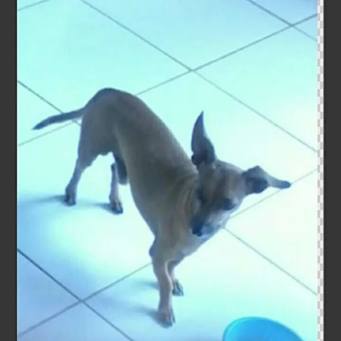 Cachorro ra a Pinscher com bace idade 6 ou mais anos nome Nick