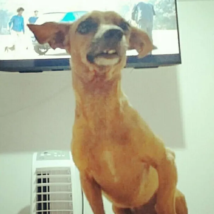 Cachorro ra a Pinscher com bace idade 6 ou mais anos nome Nick