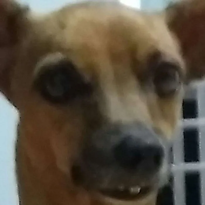 Cachorro ra a Pinscher com bace idade 6 ou mais anos nome Nick