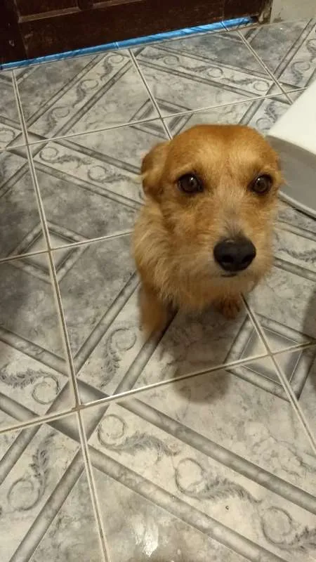 Cachorro ra a ND idade 3 anos nome Murilo