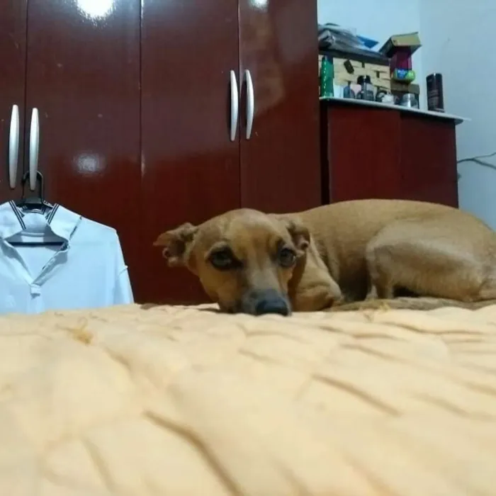 Cachorro ra a Pinscher com bace idade 6 ou mais anos nome Nick