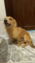 Murilo