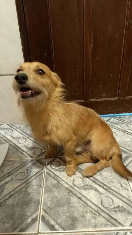 Cachorro ra a ND idade 3 anos nome Murilo