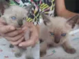 Gatinhos