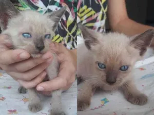 Gato raça  idade Abaixo de 2 meses nome Gatinhos