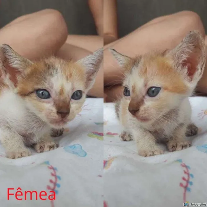 Gato ra a  idade Abaixo de 2 meses nome Gatinhos