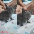 Gatinhos
